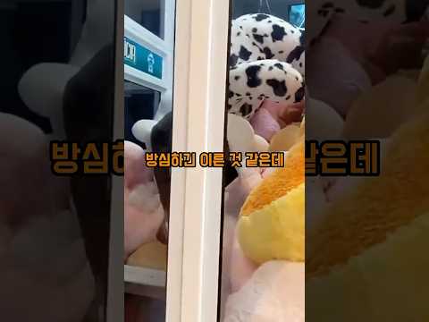 인형뽑기 대박터진 가족